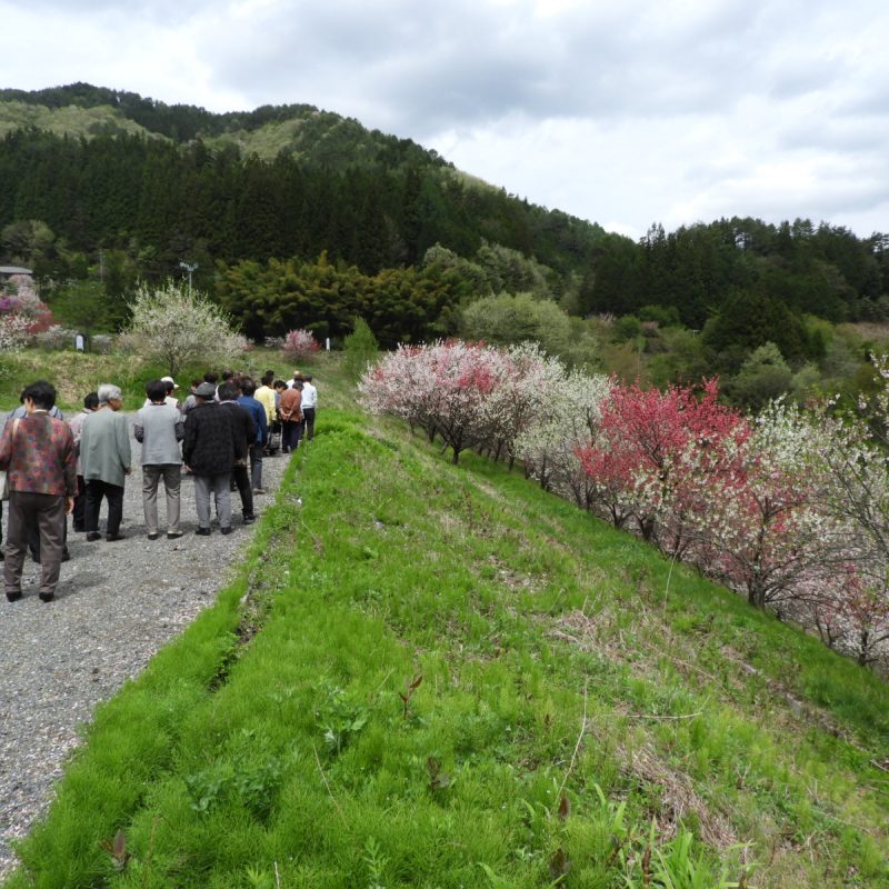 岩村支部いっしょにいこまい会昼神遠足