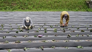 安納芋の苗植え