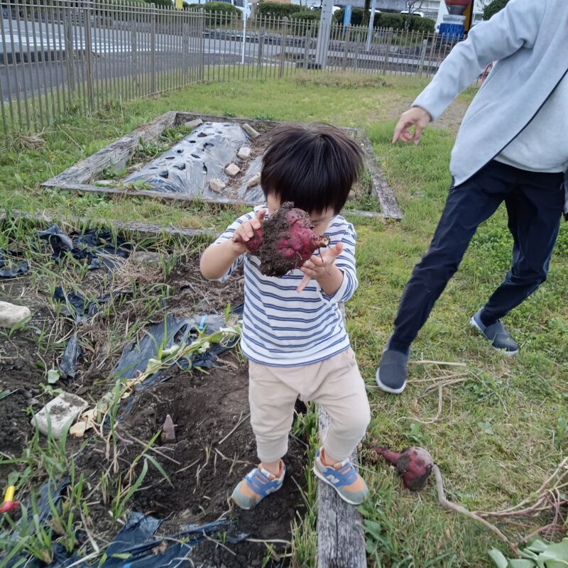 おひさま　未満児さん芋ほり