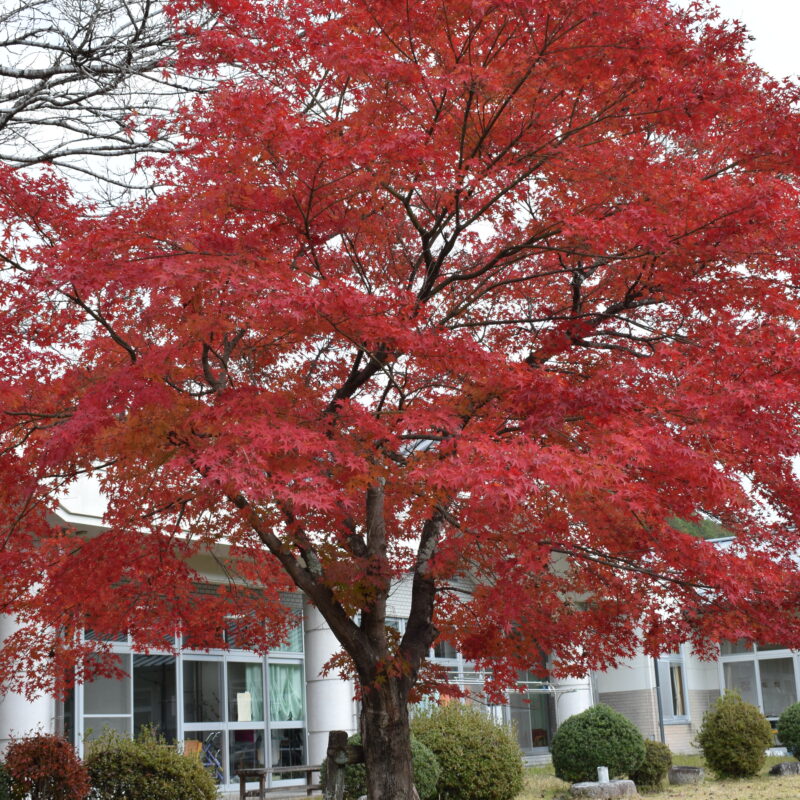 明智福祉センターのもみじが見頃です