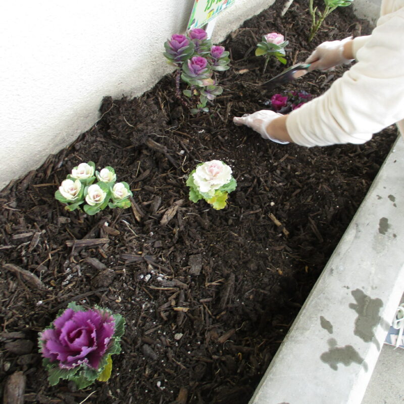 地域生活支援拠点事業「ぷらっと」で花壇整備