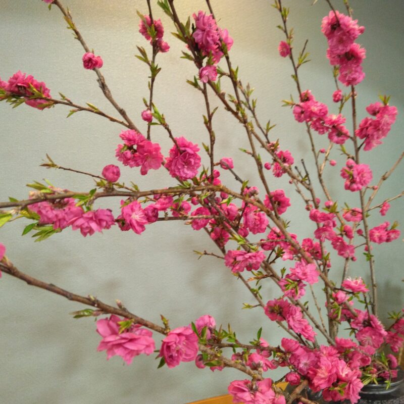 岩村福祉センターに春が来ました🌸